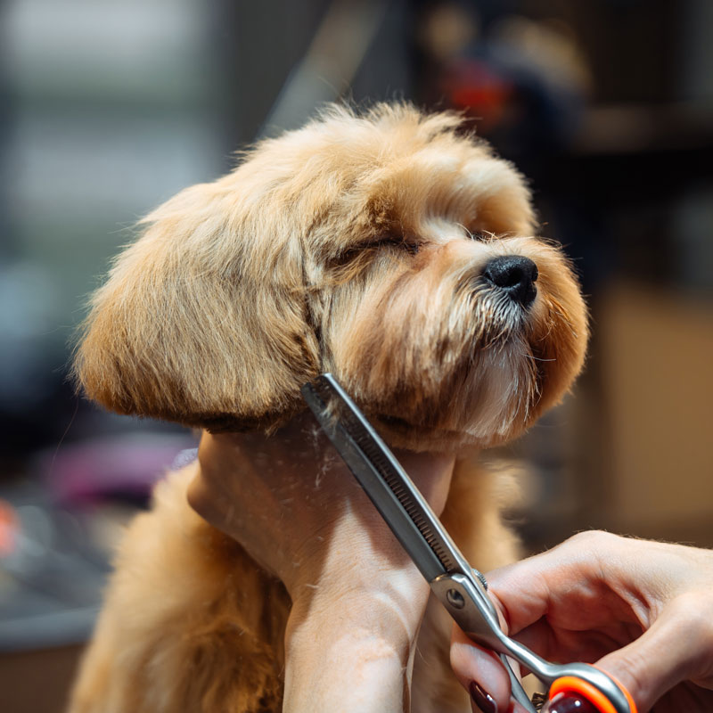 Hond-knippen-mill