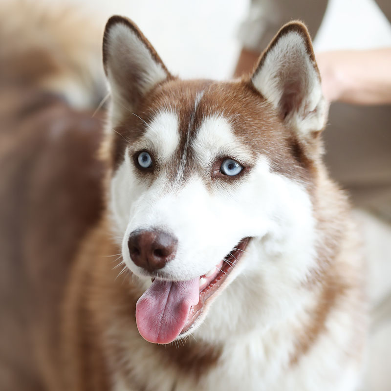 husky-ontwollen-trim